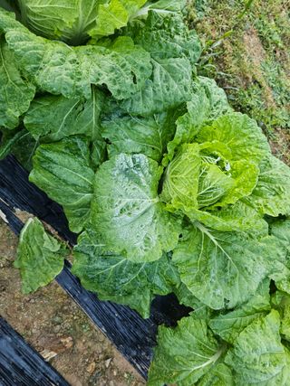 연모 자연의행복님의 자유주제 · 자유게시판 작성글 사진