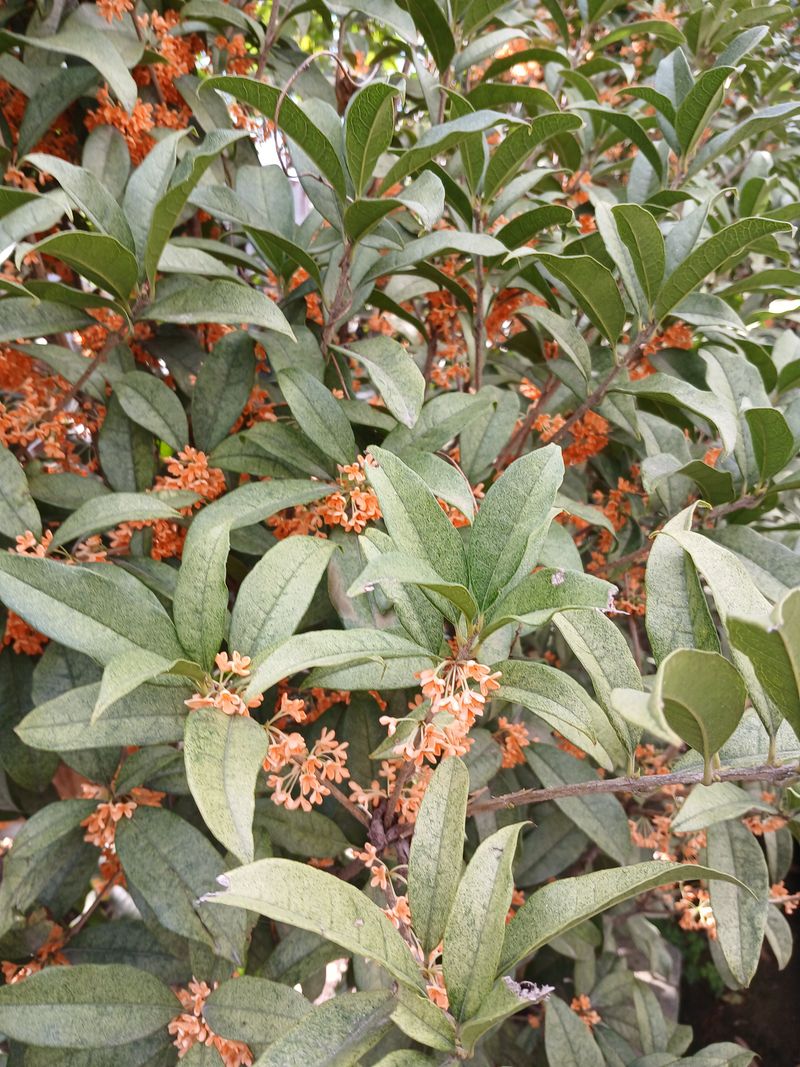 권영만님의 장터 판매 상품 [관리기] 첨부 사진