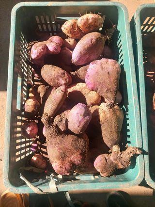 고북면공심채 농인님의 자유주제 · 자유게시판 작성글 사진