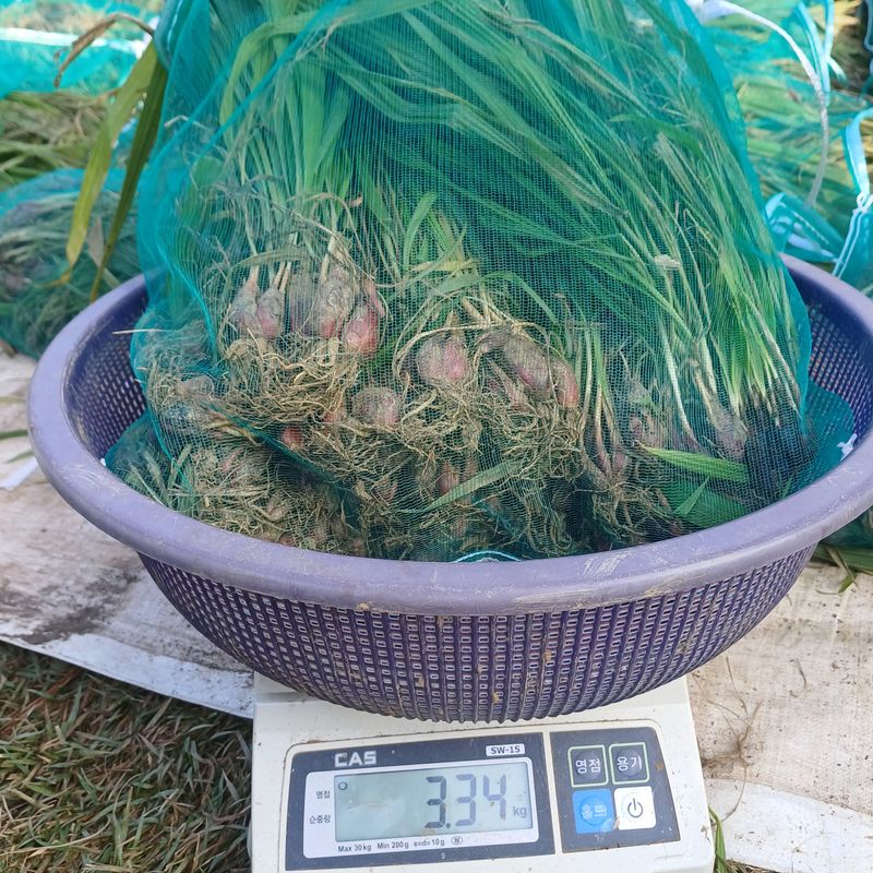 삼성농산님의 장터 판매 상품 [요술대파.마운틴양파] 첨부 사진