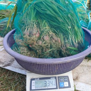 삼성농산님의 작성글 사진