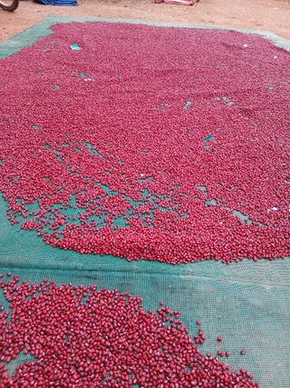 SARIFUDIN YASINTA MARYAMA님의 자유주제 · 자유게시판 작성글 사진