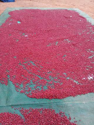 SARIFUDIN YASINTA MARYAMA님의 자유주제 · 자유게시판 작성글 사진