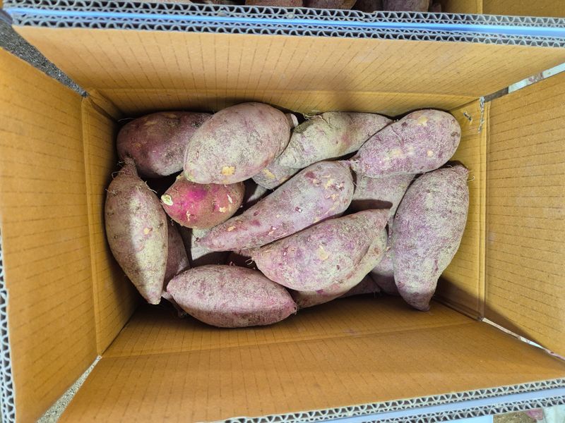 장터 상품 [꿀고구마10Kg] 썸네일