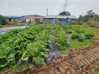 황금알대박농원!님의 자유주제 · 자유게시판 작성글 사진
