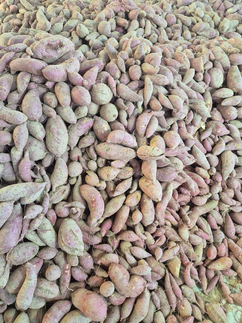 동원농장(영주달)님의 장터 판매 상품 [꿀고구마10Kg] 첨부 사진