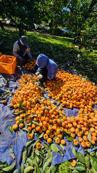 배성은365님의 자유주제 · 자유게시판 작성글 사진