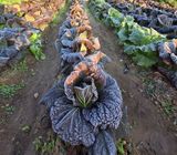 팜모닝 자유주제·자유게시판 게시글 이미지