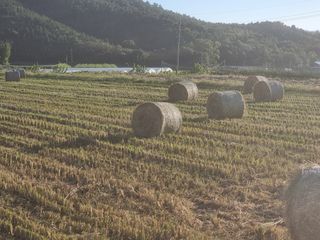 정영기대산축산농부♡님의 자유주제 · 자유게시판 작성글 사진