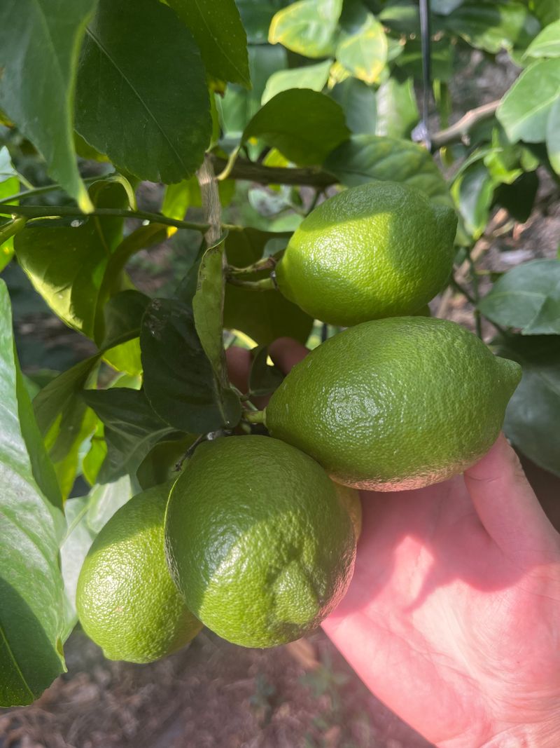 제주빅팜님의 장터 판매 상품 [제주산 청레몬] 첨부 사진