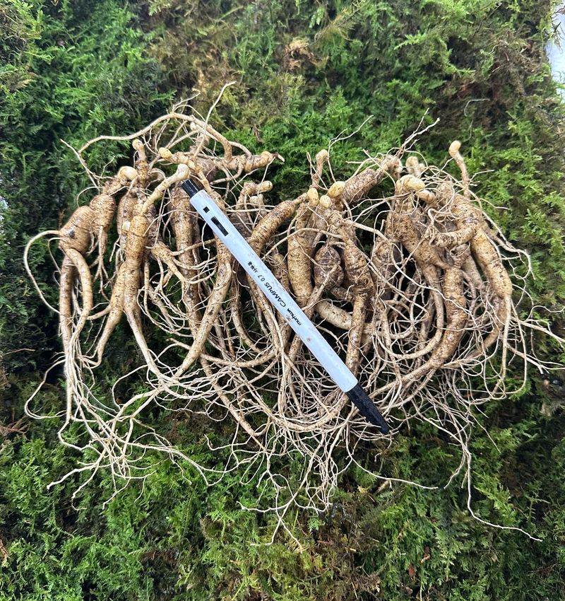 진상빈님의 장터 판매 상품 [10-11년근 산양삼 파삼] 첨부 사진