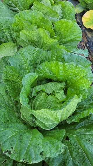 명장박세태님의 자유주제 · 자유게시판 작성글 사진