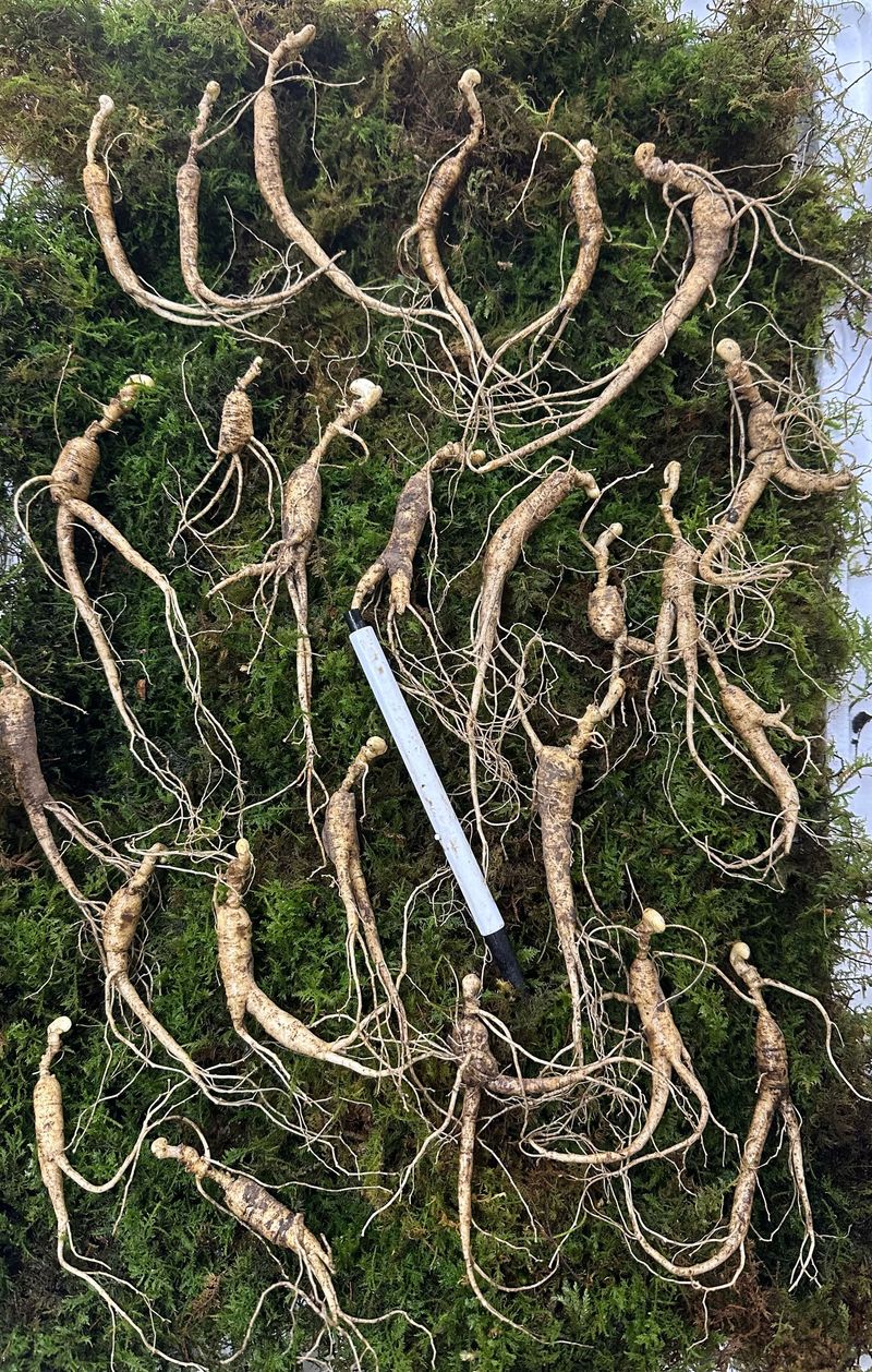 진상빈님의 장터 판매 상품 [10-11년근 산양삼 파삼] 첨부 사진