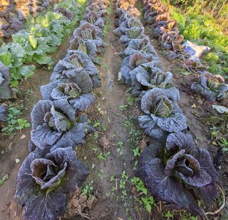 가수지현아님의 자유주제 · 자유게시판 작성글 사진