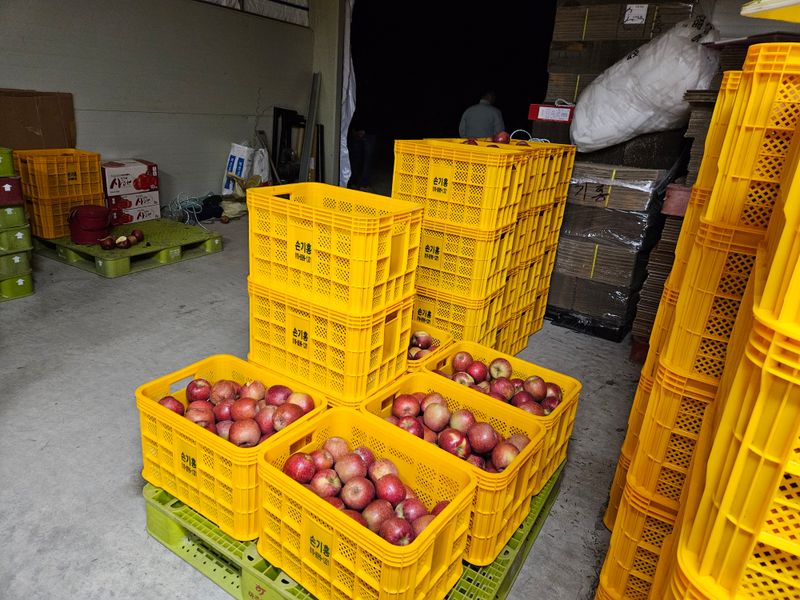 손기홍님의 장터 판매 상품 [감홍사과] 첨부 사진