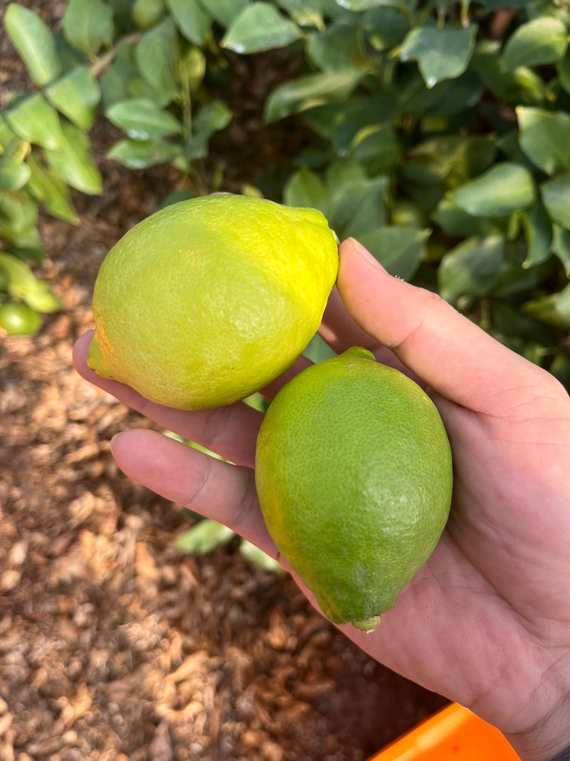 제주빅팜님의 장터 판매 상품 [제주산 청레몬] 첨부 사진
