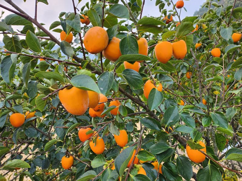 장터 상품 [대봉감 17Kg] 썸네일