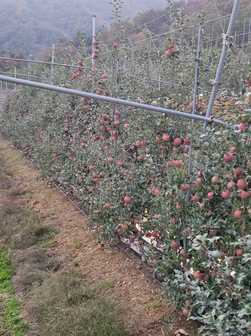 장터 상품 [감홍사과] 썸네일