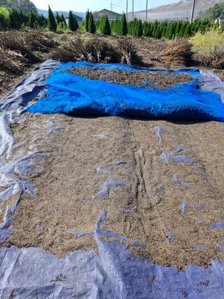 돈나무 님의 자유주제 · 자유게시판 작성글 사진