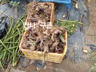 안승호님의 자유주제 · 자유게시판 작성글 사진