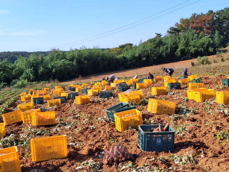 농촌이백억농원^^님의 장터 판매 상품 [안면도 호박고구마.꿀고구마] 첨부 사진