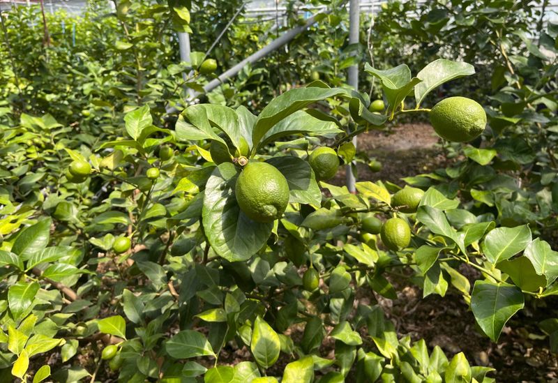 제주빅팜님의 장터 판매 상품 [제주산 청레몬] 첨부 사진