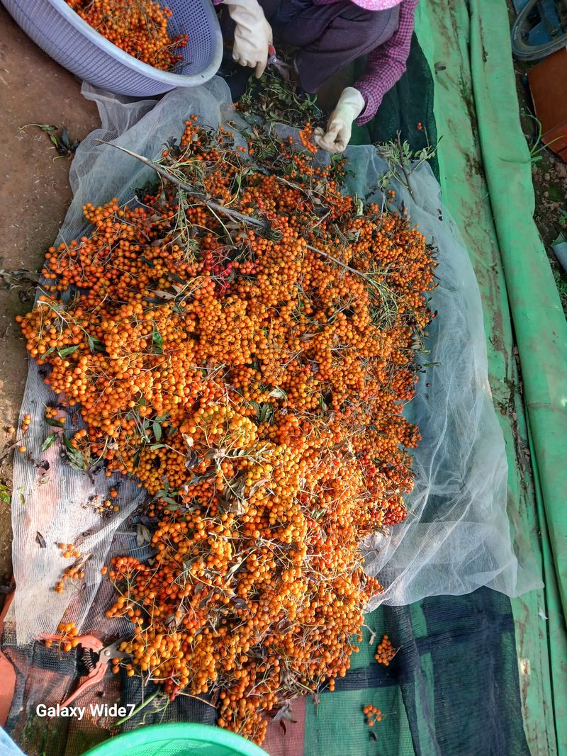 바위돌 심재성님의 장터 판매 상품 [마가목 열매 300g] 첨부 사진