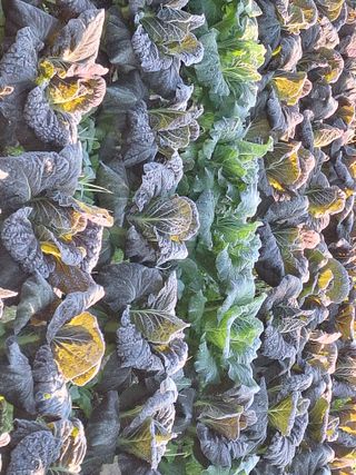 가수지현아님의 자유주제 · 자유게시판 작성글 사진