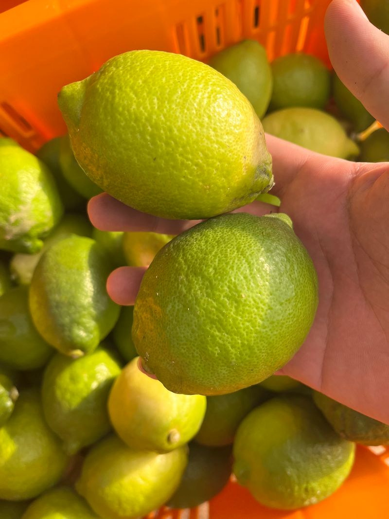 장터 상품 [제주산 청레몬] 썸네일