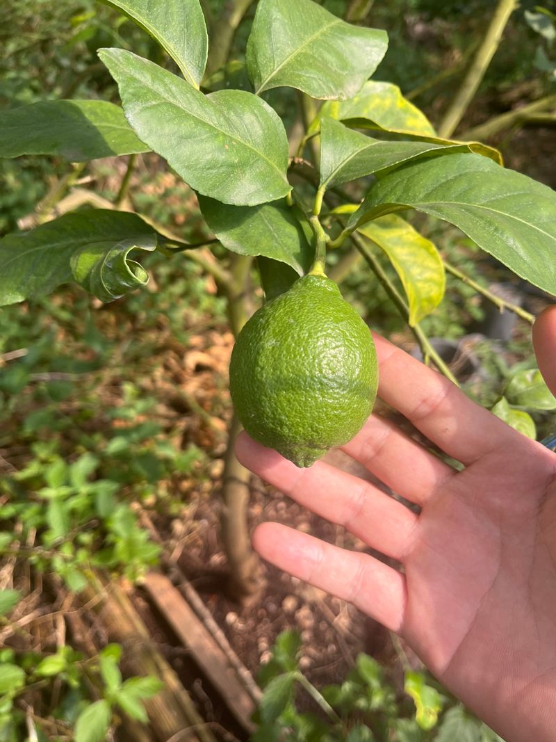 제주빅팜님의 장터 판매 상품 [제주산 청레몬] 첨부 사진
