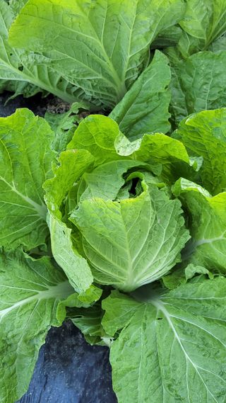 명장박세태님의 자유주제 · 자유게시판 작성글 사진