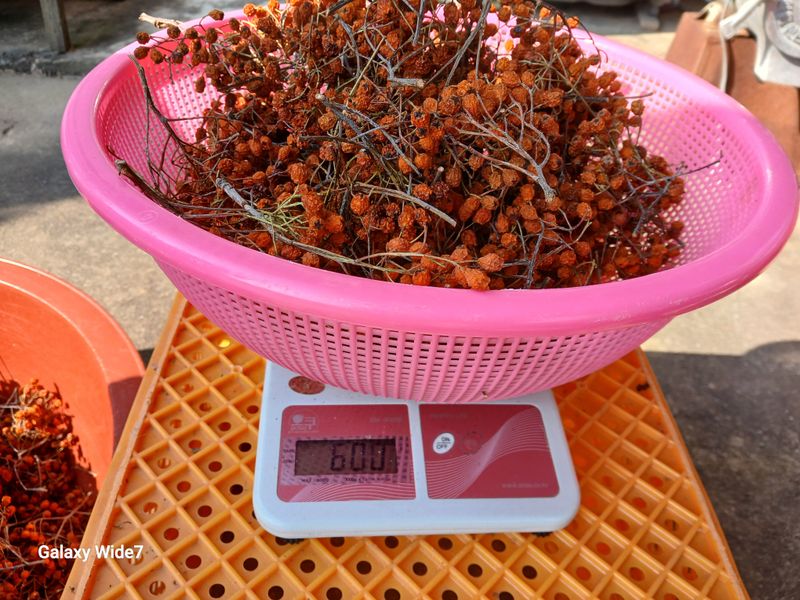 바위돌 심재성님의 장터 판매 상품 [마가목 열매 300g] 첨부 사진