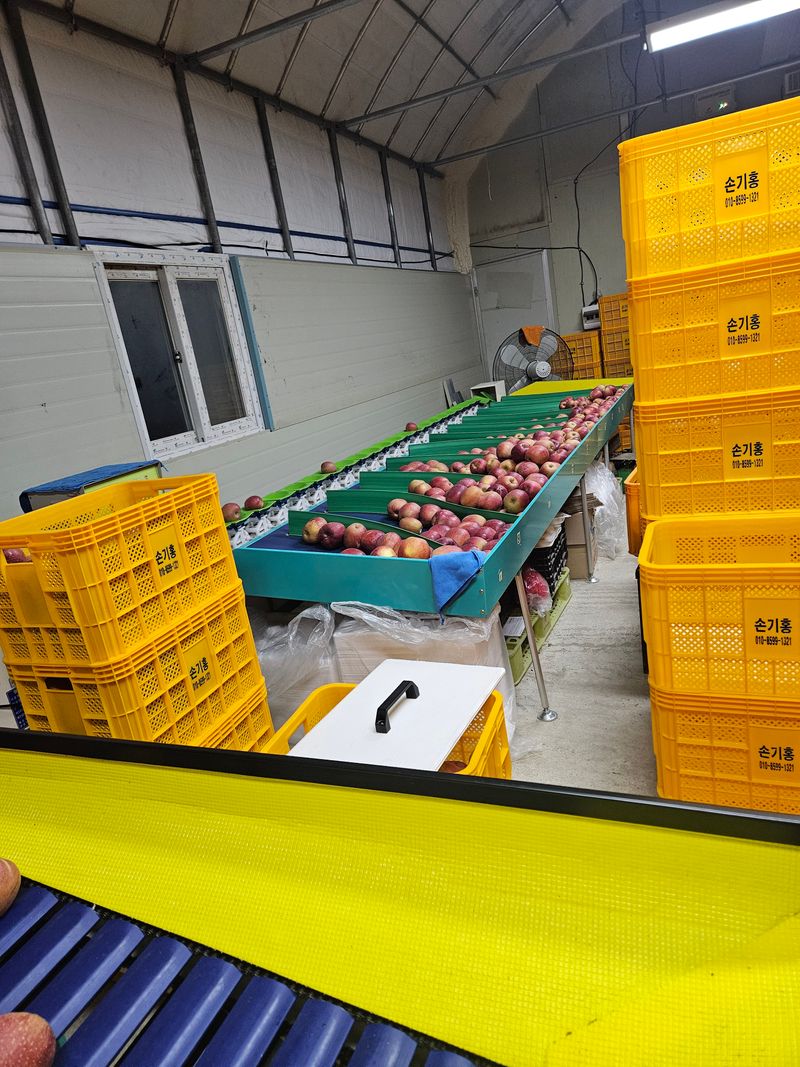 손기홍님의 장터 판매 상품 [감홍사과] 첨부 사진