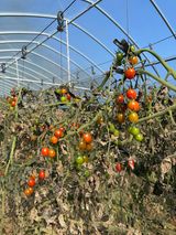 팜모닝 자유주제·자유게시판 게시글 이미지