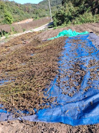 돈나무 님의 자유주제 · 자유게시판 작성글 사진