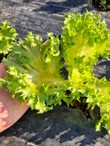 팜모닝 자유주제·자유게시판 게시글 이미지