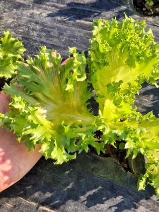 프롬밭님의 자유주제 · 자유게시판 작성글 사진