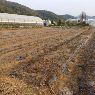 삼성농산님의 마늘 · 파종작업 작성글 사진