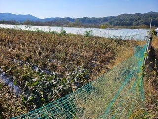 녹우농장님의 자유주제 · 자유게시판 작성글 사진