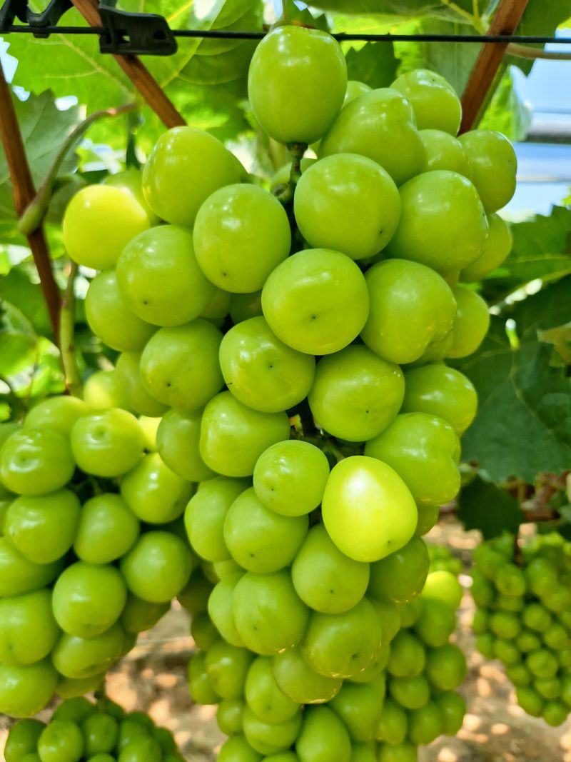 벌꿀*직접생산농장님의 장터 판매 상품 [2025년 샤인머스켓포도즙 원액100%[120mlㆍ50포]] 첨부 사진