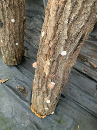 한밭농원님의 자유주제 · 자유게시판 작성글 사진