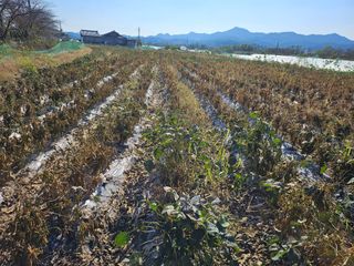 녹우농장님의 자유주제 · 자유게시판 작성글 사진