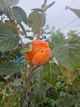 팜모닝 자유주제·자유게시판 게시글 이미지