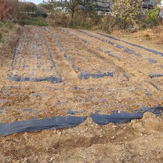 삼성농산님의 마늘 · 파종작업 작성글 사진