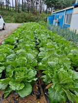 팜모닝 자유주제·자유게시판 게시글 이미지