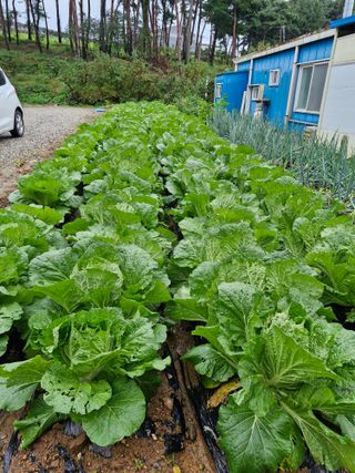 강현숙님의 자유주제 · 자유게시판 작성글 사진