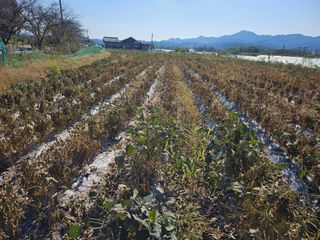 녹우농장님의 자유주제 · 자유게시판 작성글 사진