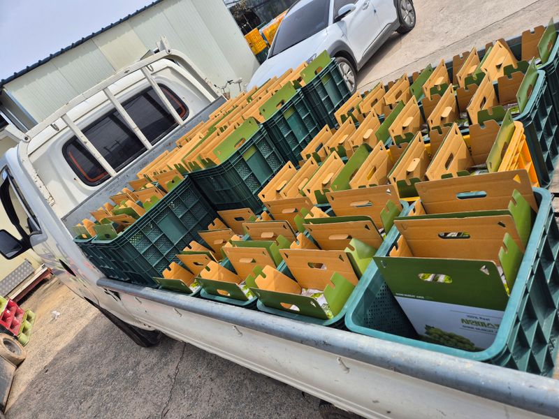 벌꿀*직접생산농장님의 장터 판매 상품 [2025년 샤인머스켓포도즙 원액100%[120mlㆍ50포]] 첨부 사진