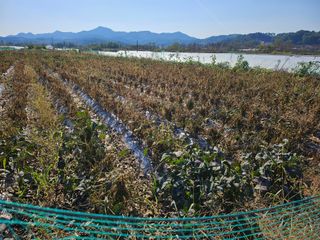 녹우농장님의 자유주제 · 자유게시판 작성글 사진