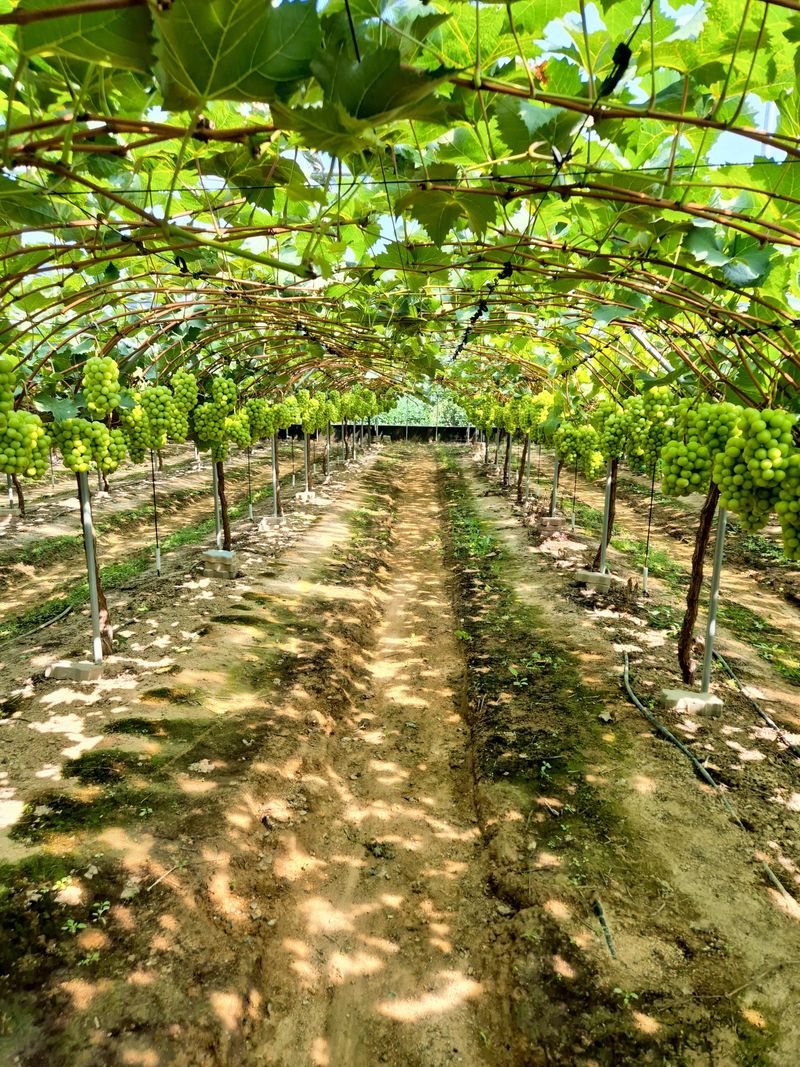 벌꿀*직접생산농장님의 장터 판매 상품 [2025년 샤인머스켓포도즙 원액100%[120mlㆍ50포]] 첨부 사진